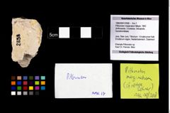 Foto (Objekt + Etikett) von Pithonoton marginatum (Meyer, 1842)  (NHMW-GEO-1990-0041-2558)